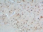 NPBWR2 Antibody in Immunohistochemistry (Paraffin) (IHC (P))