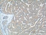 IL-27 Antibody in Immunohistochemistry (Paraffin) (IHC (P))