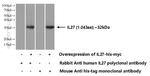 IL-27 Antibody in Western Blot (WB)
