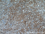 ATF6 Antibody in Immunohistochemistry (Paraffin) (IHC (P))
