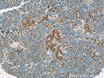 ATF6 Antibody in Immunohistochemistry (Paraffin) (IHC (P))