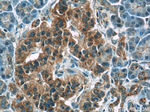 ATF6 Antibody in Immunohistochemistry (Paraffin) (IHC (P))