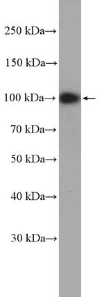 ATF6 Antibody in Western Blot (WB)