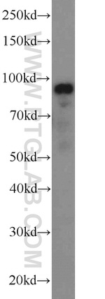 ATF6 Antibody in Western Blot (WB)