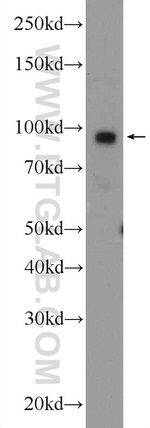ATF6 Antibody in Western Blot (WB)