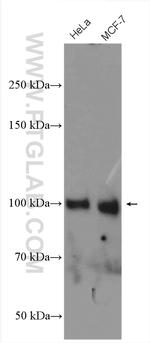 ATF6 Antibody in Western Blot (WB)