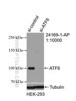 ATF6 Antibody in Western Blot (WB)