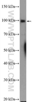 ATF6 Antibody in Western Blot (WB)