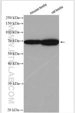 C2orf67 Antibody in Western Blot (WB)
