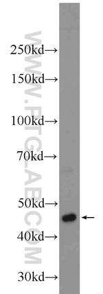 LUC7L2 Antibody in Western Blot (WB)