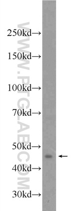 LUC7L2 Antibody in Western Blot (WB)