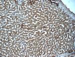 MBL2 Antibody in Immunohistochemistry (Paraffin) (IHC (P))
