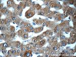 MBL2 Antibody in Immunohistochemistry (Paraffin) (IHC (P))
