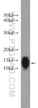 C1orf31 Antibody in Western Blot (WB)