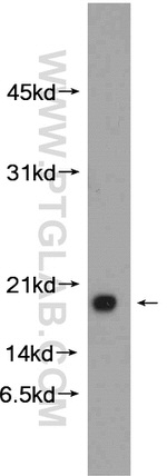 C1orf31 Antibody in Western Blot (WB)