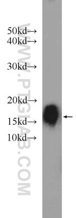 C1orf31 Antibody in Western Blot (WB)