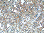 C7orf47 Antibody in Immunohistochemistry (Paraffin) (IHC (P))
