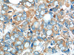 C7orf47 Antibody in Immunohistochemistry (Paraffin) (IHC (P))