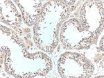 C7orf47 Antibody in Immunohistochemistry (Paraffin) (IHC (P))