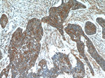 GJB6 Antibody in Immunohistochemistry (Paraffin) (IHC (P))