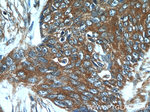 GJB6 Antibody in Immunohistochemistry (Paraffin) (IHC (P))