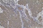 FLYWCH2 Antibody in Immunohistochemistry (Paraffin) (IHC (P))