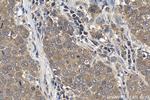 FLYWCH2 Antibody in Immunohistochemistry (Paraffin) (IHC (P))