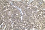 FLYWCH2 Antibody in Immunohistochemistry (Paraffin) (IHC (P))