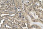 FLYWCH2 Antibody in Immunohistochemistry (Paraffin) (IHC (P))