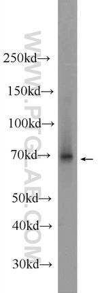TAF15 Antibody in Western Blot (WB)