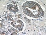 STAC2 Antibody in Immunohistochemistry (Paraffin) (IHC (P))