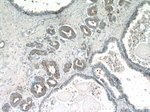 STAC2 Antibody in Immunohistochemistry (Paraffin) (IHC (P))