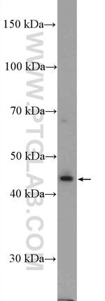 STAC2 Antibody in Western Blot (WB)