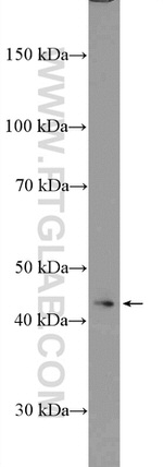 STAC2 Antibody in Western Blot (WB)