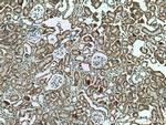 PTH1R Antibody in Immunohistochemistry (Paraffin) (IHC (P))