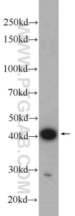 CCDC104 Antibody in Western Blot (WB)
