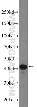 CCDC104 Antibody in Western Blot (WB)