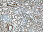 FBXO28 Antibody in Immunohistochemistry (Paraffin) (IHC (P))