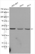 FBXO28 Antibody in Western Blot (WB)