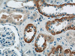 FOXB1 Antibody in Immunohistochemistry (Paraffin) (IHC (P))