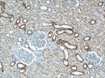 FOXB1 Antibody in Immunohistochemistry (Paraffin) (IHC (P))