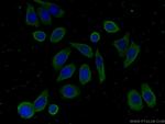 FAM71F2 Antibody in Immunocytochemistry (ICC/IF)