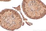 MIF4GD Antibody in Immunohistochemistry (Paraffin) (IHC (P))