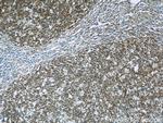 RFTN1 Antibody in Immunohistochemistry (Paraffin) (IHC (P))