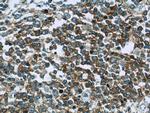 RFTN1 Antibody in Immunohistochemistry (Paraffin) (IHC (P))