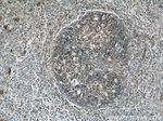 RFTN1 Antibody in Immunohistochemistry (Paraffin) (IHC (P))
