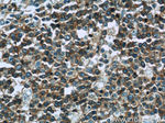RFTN1 Antibody in Immunohistochemistry (Paraffin) (IHC (P))