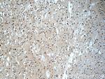 SNRNP48 Antibody in Immunohistochemistry (Paraffin) (IHC (P))