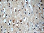 SNRNP48 Antibody in Immunohistochemistry (Paraffin) (IHC (P))