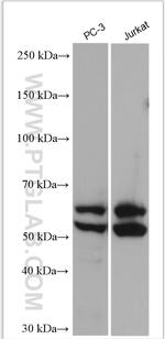 GRAMD4 Antibody in Western Blot (WB)